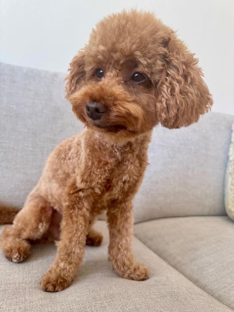 Fendi at home on a grey sofa, his curls neatly trimmed