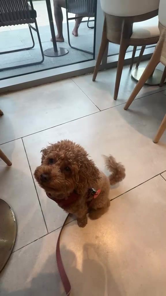 Fendi sits on the tiled floor inside Peet's Coffee Dubai Harbour, waiting for his milk