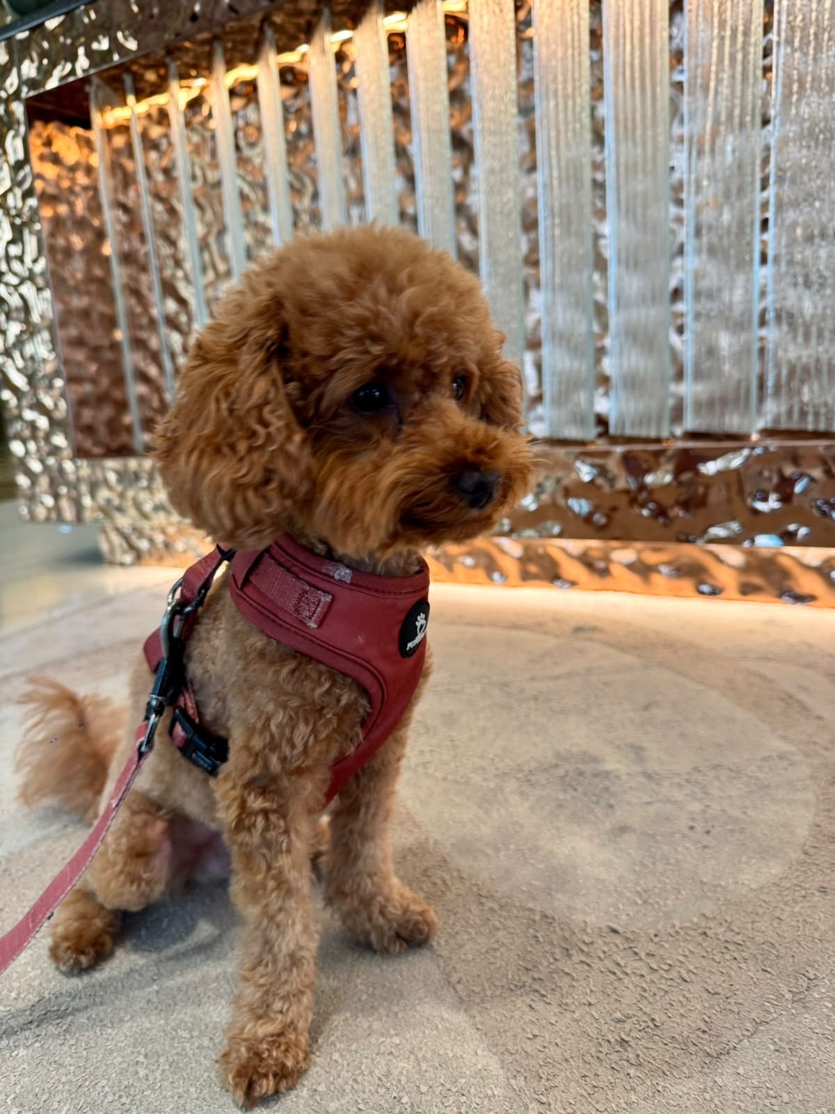 Fendi, Dubai Edited's Pet Friendly editor, sitting in his red harness in front of a hammered metal wall