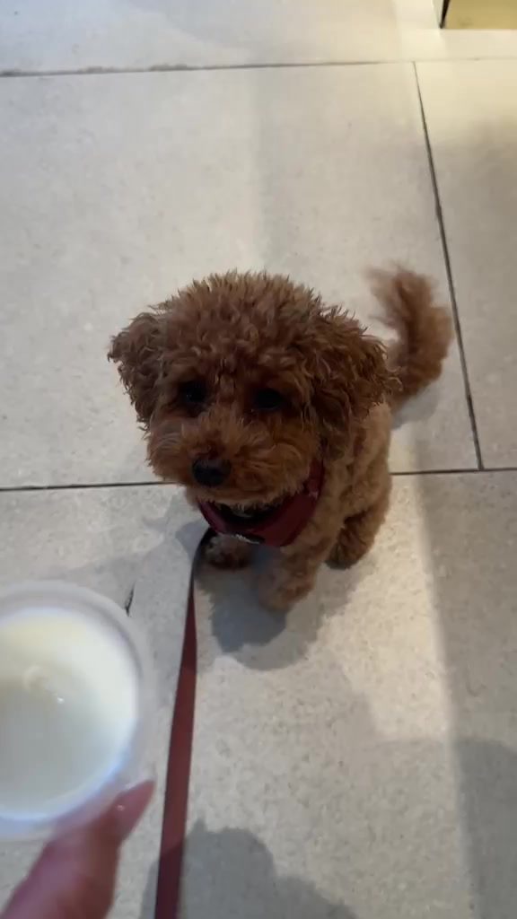 Fendi waits on the floor at Peet's Coffee Dubai Harbour as his small cup of milk is brought over